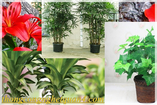 trồng cây hoa trong nhà khử mùi hôi