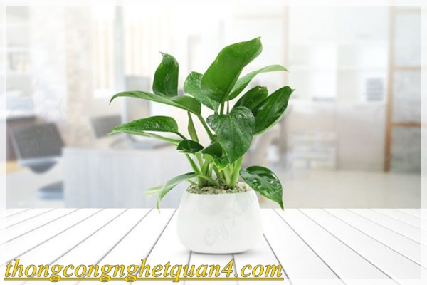 Khử m&ugrave;i h&ocirc;i nh&agrave; vệ sinh bằng c&acirc;y cảnh mini